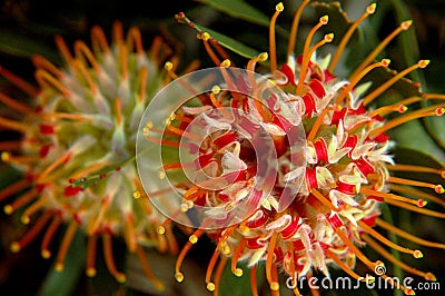 Hawaiian Protea Flowers in bloom. Stock Photo