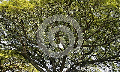 Hawaiian Rain Tree Stock Photo