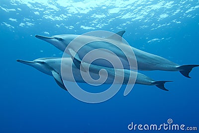 Hawaiian Spinner Dolphin Stock Photo