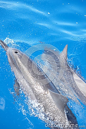 Hawaiian Spinner Dolphins Stock Photo