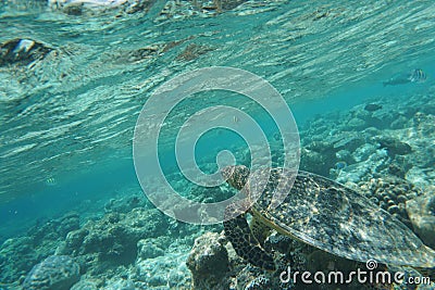 Hawcksbill sea turtle Eretmochelys imbricata Stock Photo