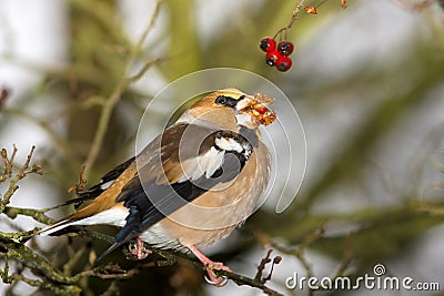 Hawfinch / Coccothraustes coccothraustes Stock Photo