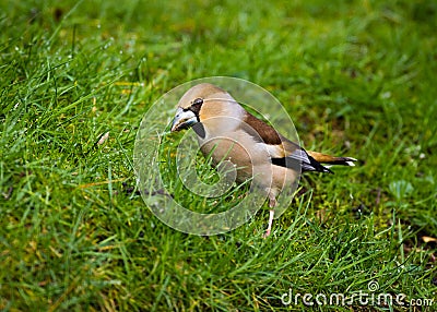 Hawfinch (coccothraustes coccothraustes) Stock Photo