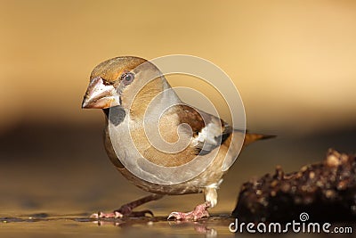 The hawfinch Coccothraustes coccothraustes at the waterhole. Songbird with a huge beak in the forest. Portrait of a big songbird Stock Photo