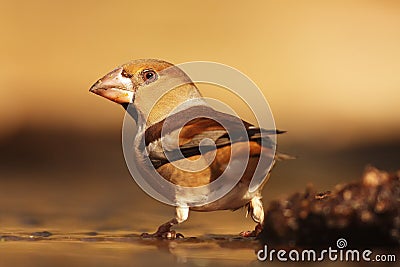 The hawfinch Coccothraustes coccothraustes sitting at a waterhole. A large colorful songbird with a massive beak at the watering Stock Photo