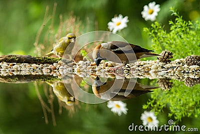 Hawfinch and green finch sitting on lichen shore of water pond in forest with beautiful bokeh and flowers in background, Germany Stock Photo