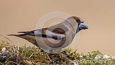 Hawfinch's beak Stock Photo