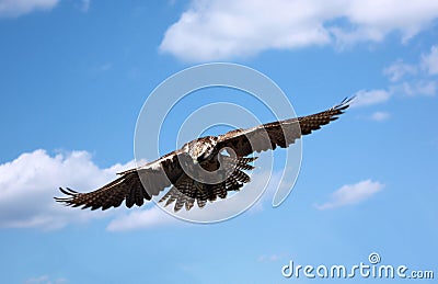 Hawk Stock Photo