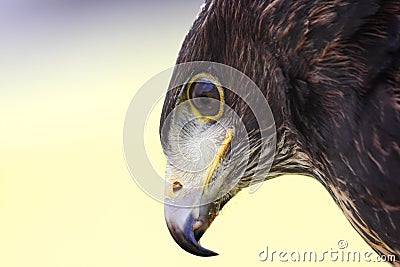 Hawk Stock Photo