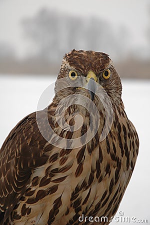 Hawk Stock Photo