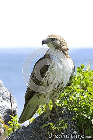 Hawk Stock Photo