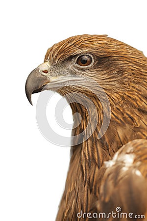 Hawk Stock Photo