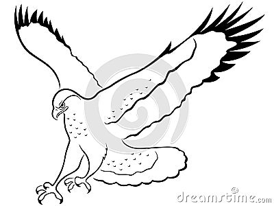 Hawk in attack Vector Illustration