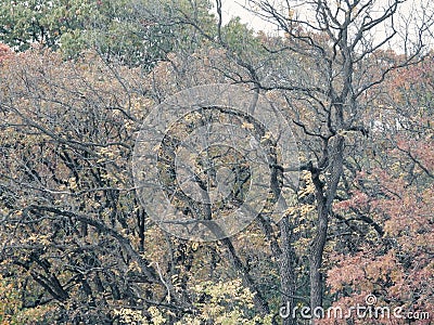 Hawk in Autumn Colored Tree: A red-tailed hawk bird of prey looking behind as it is perched on the bare part of an otherwise fall Stock Photo