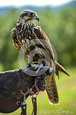 Hawk bird, Accipiter gentilis perched, portrait of a bird Stock Photo