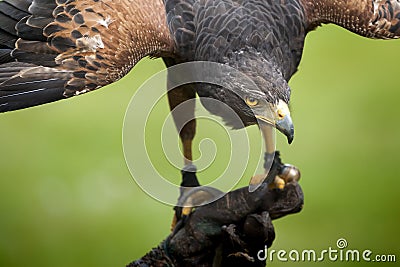 Hawk bird Stock Photo