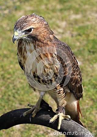 Hawk bird Stock Photo