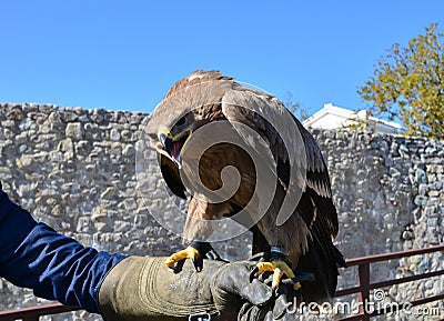 Hawk on bird trainer hand Stock Photo