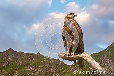 Hawk Stock Photo