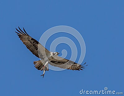 Hawk catching a fish with claws on a blue sky background Stock Photo