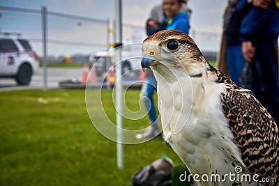 Hawk close up Stock Photo