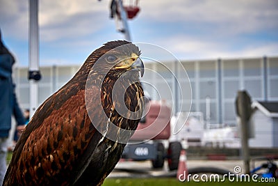 Hawk close up Stock Photo