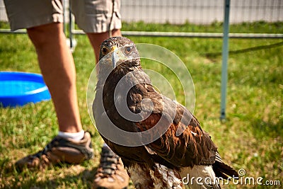 Hawk close up Stock Photo