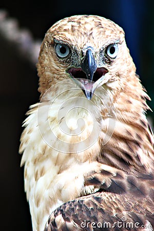 Hawk Eagle Fierce Portrait Stock Photo