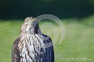 Hawk face with humerous expression Stock Photo