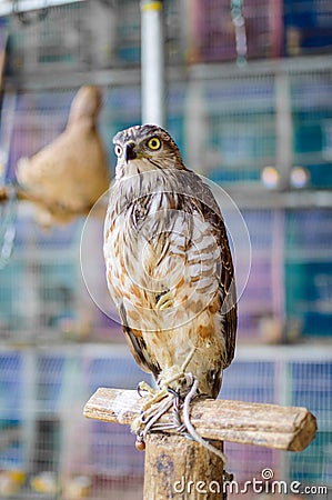 The hawk or falcon is a bird of prey Stock Photo