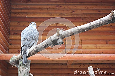 Hawk falcon close-up, head and shoulders, yellow beak and reflection in the eyes. Bird portrait A young northern goshawk Stock Photo