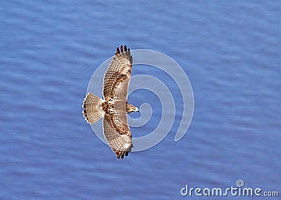 Hawk in flight over the Hudson River Stock Photo