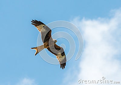 Hawk flying Stock Photo