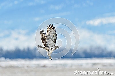 A Hawk flying High under the sky Stock Photo