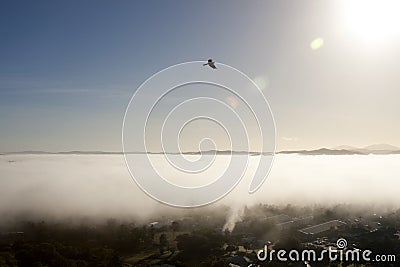 Hawk Flying Over the Clouds Stock Photo