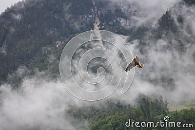 Hawk flying over dense trees in Hallstatt Stock Photo