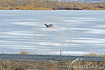 A Hawk flying over the river Stock Photo