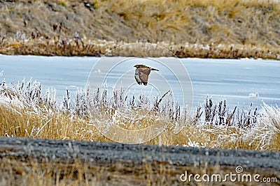 A Hawk on the flight Stock Photo