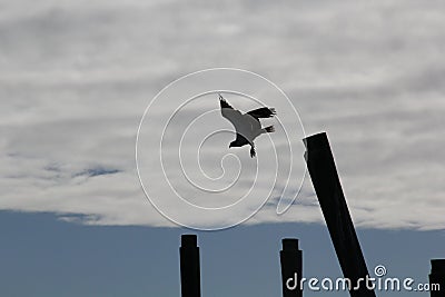 Hawk flying with pier in dark foreground Stock Photo