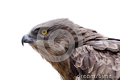 Hawk head close-up isolated Stock Photo