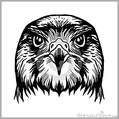 Hawk head vector. Predatory bird isolated on white. Vector Illustration