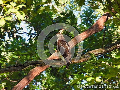 Hawk hunting in forest: Red tailed hawk bird of prey raptor with an intense stare Stock Photo