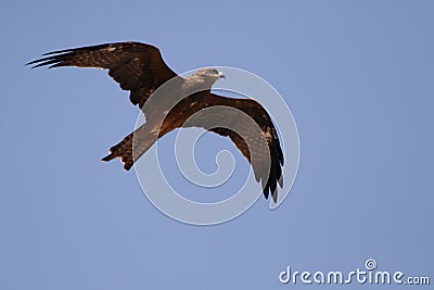Hawk, Jodhpur, Rajastan Stock Photo