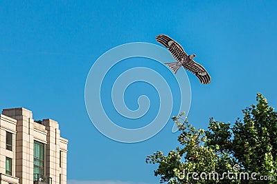 Hawk kite flying in blue sky over city Stock Photo