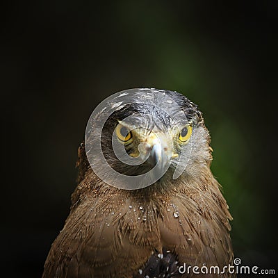 Hawk looking camera Stock Photo