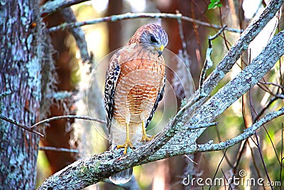 Hawk looking for prey Stock Photo