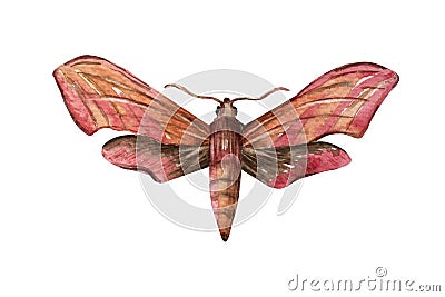 Hawk moth. Deilephila elpenor Hand drawn watercolor painting Stock Photo