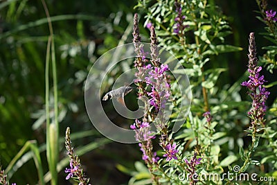 Hawk moth on flower Stock Photo