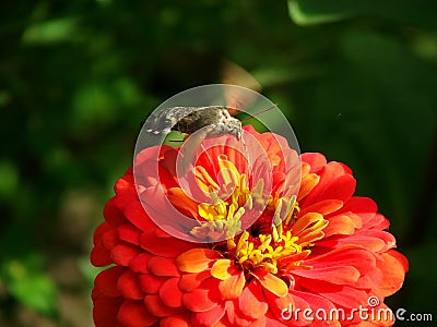 Hawk moths and zinnia flower Stock Photo