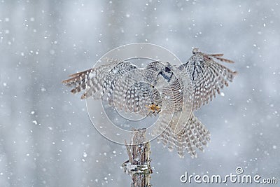 Hawk Owl in fly with snowflake during cold winter. Wildlife scene from nature. Storm with flight bird. Owl with open wings from Fi Stock Photo
